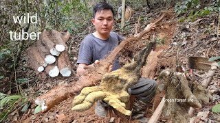 Man living alone digs wild tubers for food Robert  Green forest life [upl. by Iva]