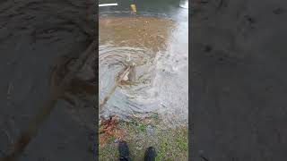 cleaning a storm drain from this heavy rain this morning stormdrains [upl. by Ueihttam]