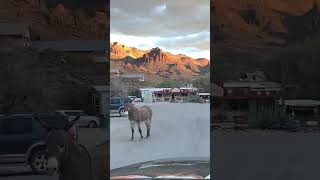 Oatman Historic Rte 66 Oatman AZ 86433 [upl. by Ayatnohs]