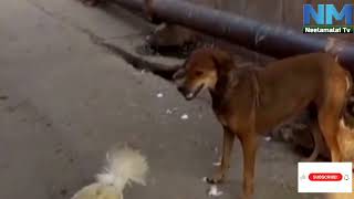 NM Nagarvalam  Dog Vs Cock Cock got victory  NM TV [upl. by Pier]