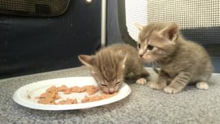 Kittens eating food for the first time [upl. by Aicilec]