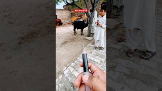 Ectoparasites  endoparasites  weight loss  anemia  animals cattledisease cowdisease vet cow [upl. by Lenhard4]