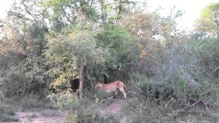 Amazing hunters 3 Lionesses catch a warthog [upl. by Anayad923]