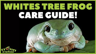 Whites Tree Frog Care Guide  How To Take Care Of A Whites Tree Frog [upl. by Annahaj972]