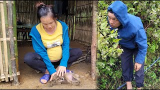 Picking Amomum fruit to sell get money to buy rice  Mụi muội  my life [upl. by Ahsilif]