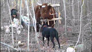 Long Reins on Ox Pulling Firewood Sledge in Woods [upl. by Ymmas]