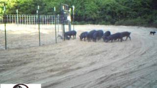 Wild Hog Trapping  Capturing 56 Hogs in Two Traps  JAGER PRO™ [upl. by Anelleh]