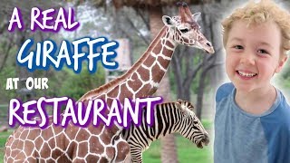 A Real Giraffe at our Restaurant Dining at Boma in Animal Kingdom [upl. by Nussbaum]