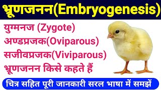 oviparous and viviparous in hindi  embryogenesis class 12  अण्डप्रजक और सजीवप्रजक जंतु  Biology [upl. by Amedeo]