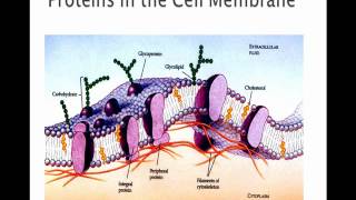 The Cell Membrane [upl. by Hershel]