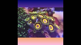 Zoanthids nanotank reeftank corals [upl. by Betta]