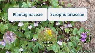 Plantaginaceae amp Scrophulariaceae [upl. by Anot]