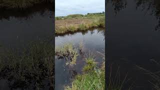 Wandertag in MOOR  NATUR  Das Große Torfmoor  Moorgebiet im Wiehengebirge in NordrheinWestfalen [upl. by Nezah]