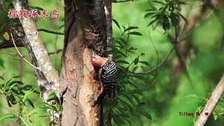 20241110棕腹啄木鳥澎湖遊憩園區 Rufousbellied Woodpecker [upl. by Bidle]