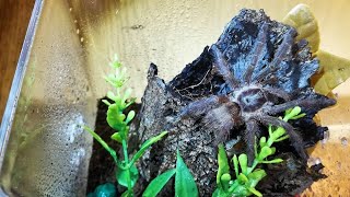 SECOND REHOUSE TAPINAUCHENIUS VIOLACEUS  FIRST WAS FAIL [upl. by Eat746]