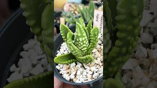 Haworthia Tulista Marginata USA haworthiatulista haworthiapakistan haworthia succulent [upl. by Aicilas359]