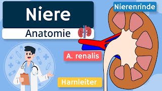Niere  Aufbau und Funktion einfach erklärt [upl. by Kutzer]