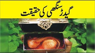 What is Gidar Singhi  Interesting Facts of Gidar Sighi  Urdu Documentaries [upl. by Nielson262]