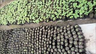 Rudraksha Paulownia Redsandalwood Avocado Tree Plant nursery Green Economy Nepal Paulownia [upl. by Halbert]