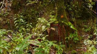 Puerto Rico  Sounds of the Rainforest  El Yunque [upl. by Noemad]