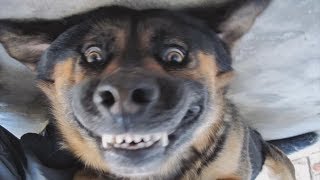 DOGS SMILING FOR CAMERA Compilation [upl. by Jerroll332]