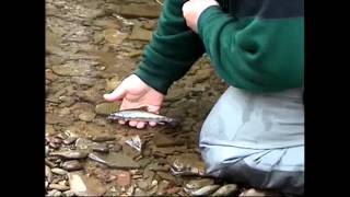 Brook Trout in Big Run State Park [upl. by Garrett]