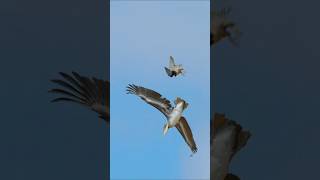 Peregrine falcon attack on big birds 😱 shortvideo shorts falcon birds wildlife animals nature [upl. by Nich107]