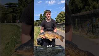 28lb common carp fishing carp carpfishing [upl. by Hite]