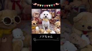 【トイプードル】カットでもこもこからスッキリ短めに大変身【トリミング】トリミング grooming プードル トイプードル poodle [upl. by Petula]