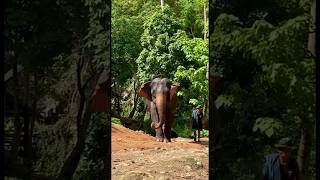 Friendship Between Elephants and Humans at Chiang Mai’s Elephant Parks ❤️ chiangmai [upl. by Eiddet]