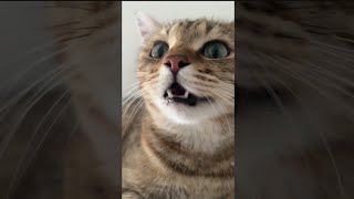 Kitten meowing to attract cats shorts viral [upl. by Boni]