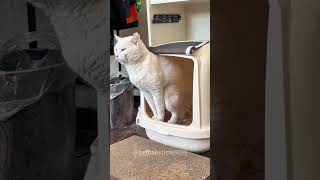 🤣🤣funny cats catyoutube funnycats funnyanimals [upl. by Rekyr]