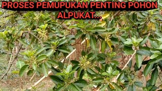 PUPUK UNTUK POHON ALPUKAT SUPAYA CEPAT BERBUAH [upl. by Ymaj]