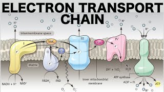 Electron Transport Chain Oxidative Phosphorylation [upl. by Eecyal]