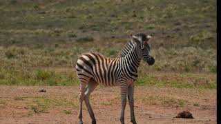 Adorable Baby Zebra Sounds Natures Innocence [upl. by Samson248]