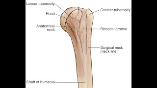 Anatomy of the lesser and greater tubercles of the humerus bone [upl. by Settle571]