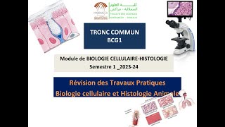 Révision des travaux pratiques Biologie Cellulaire amp Histologie Animale BCG S1 FSSM [upl. by Kiraa]