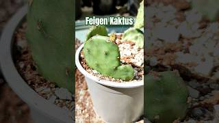 Opuntia ficus indica Feigen Kaktus 🌵 Ableger richtig setzen [upl. by Steele]