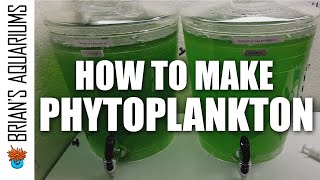 How to make Phytoplankton [upl. by Ileray647]