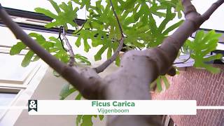 Decoratieve vijgenboom Ficus Carica  Eigen Huis amp Tuin [upl. by Euqnom]