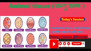 NCERT class 9 Connective tissue and their types सयोजी उत्तक और उनके प्रकार [upl. by Dinnage769]