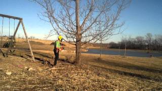 Tree removal Hybrid Poplar 50 TALL [upl. by Weisbrodt]