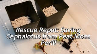 Rescue Repot Saving Cephalotus from Peat Moss Peril [upl. by Silera68]