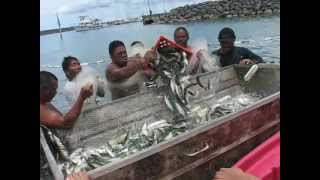 Guam USA Catching Atulailocal fish [upl. by Yesmar]