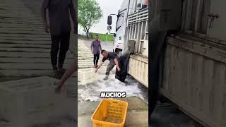 Pescadores luchan contra la PRESIÓN del agua para salvar a los peces 😱 [upl. by Torras]