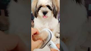 Slicker brush is really suitable for my dog aumuca pets cuddly [upl. by Enelram]