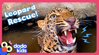 Wild Leopard Stuck In A Well Needs Help To Escape  Dodo Kids  Rescued [upl. by Finny]