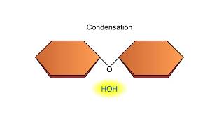 Condensation and Hydrolysis Animation [upl. by Ozne]