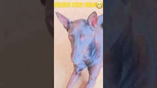 Agar paale na hote to bahut buraa Haan hota🐕🐕🦮 dog alangu dogsworld emoji funny shorts [upl. by Lytle]