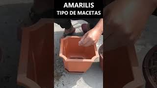 Amarilis que maceta puedo usar [upl. by Drogin615]